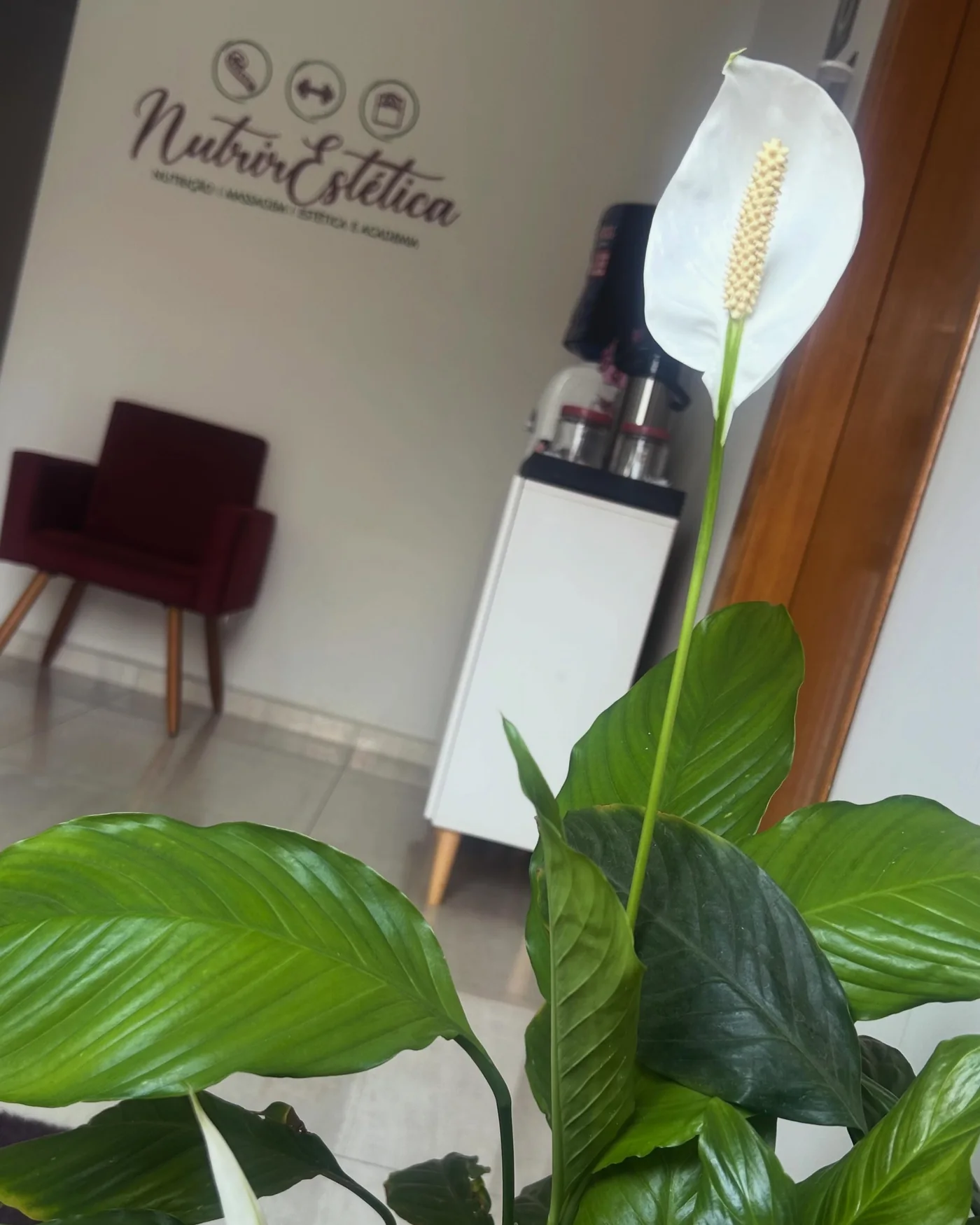 Recepção da NutrirEstética com o logo na parede, poltrona bordô e um lírio-da-paz florido em primeiro plano